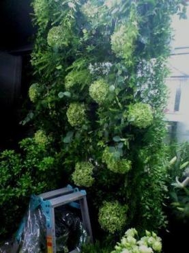 緑の壁｜「まからず屋」　（鹿児島県鹿児島市の花キューピット加盟店 花屋）のブログ